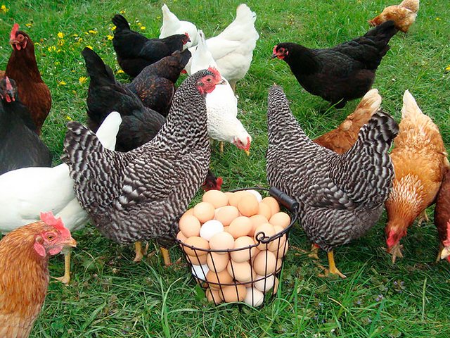 Содержание кур и уход за ними | ЗооТом - продажа, вязка и услуги для животных в Лесосибирске