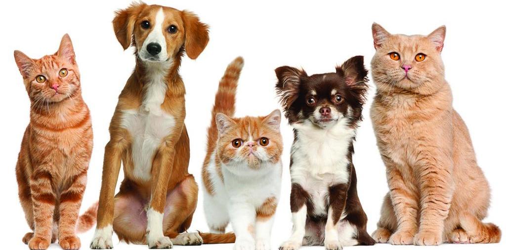Доска объявлений о животных | ЗооТом - продажа, вязка и услуги для животных в Лесосибирске