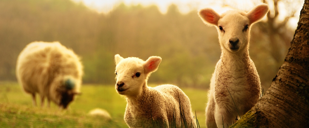 Объявления о сельскохозяйственных животных | ЗооТом - продажа, вязка и услуги для животных в Лесосибирске