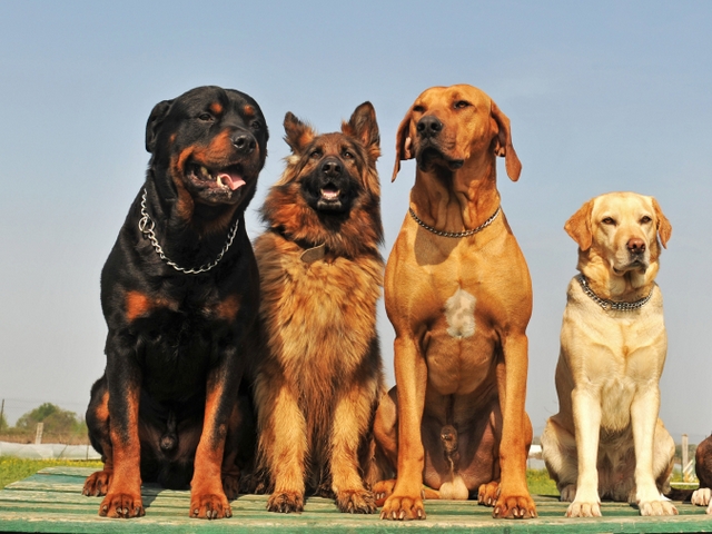 Крупные породы собак в Лесосибирске | ЗооТом портал о животных