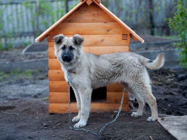 Все о собаках в Лесосибирске Все о собаках в Лесосибирске